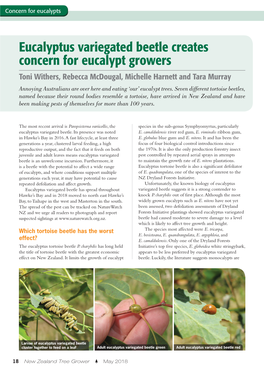Eucalyptus Variegated Beetle Creates Concern for Eucalypt Growers