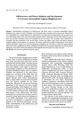 Inflorescence and Flower Initiation and Development in Curcuma Alismatifolia Gagnep (Zingiberaceae)