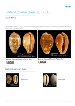 Zonaria Pyrum (Gmelin, 1791)