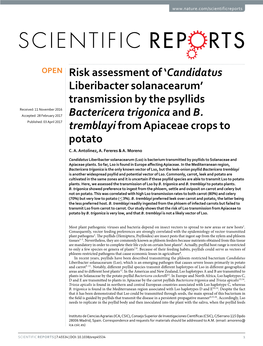Risk Assessment of 'Candidatus Liberibacter Solanacearum' Transmission by the Psyllids Bactericera Trigonica and B. Tremblay