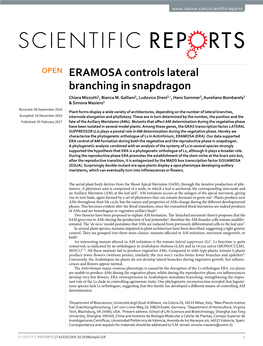 ERAMOSA Controls Lateral Branching in Snapdragon Chiara Mizzotti1, Bianca M