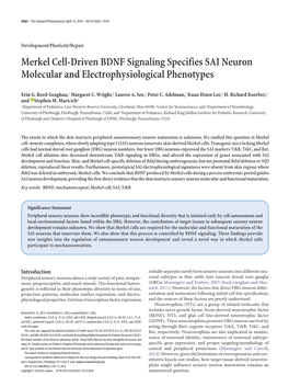 Merkel Cell-Driven BDNF Signaling Specifies SAI Neuron Molecular and Electrophysiological Phenotypes