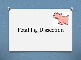 Fetal Pig Dissection What Do You Think Humans Have in Common with the Pig?