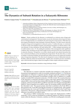 The Dynamics of Subunit Rotation in a Eukaryotic Ribosome