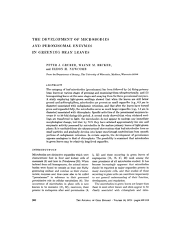 The Development of Microbodies and Peroxisomal Enzymes in Greening Bean Leaves