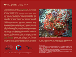 Mycale Grandis Gray, 1867