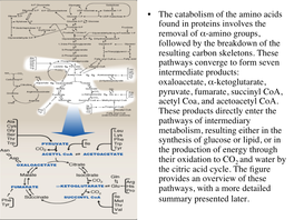 Degradation of Amino Acids