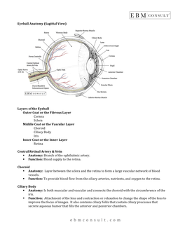 Eyeball Anatomy (Sagittal View)