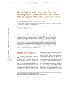 The Unfolded Protein Response: Detecting and Responding to Fluctuations in the Protein- Folding Capacity of the Endoplasmic Reticulum