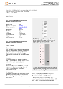 Goat Anti-SH2D1A/SLAM Associated Protein Antibody Peptide-Affinity Purified Goat Antibody Catalog # Af1985b