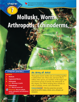 Mollusks, Worms, Arthropods, Echinoderms