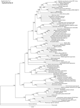 Cytochrome B