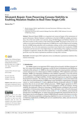 Mismatch Repair: from Preserving Genome Stability to Enabling Mutation Studies in Real-Time Single Cells
