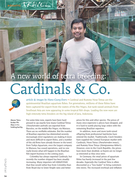 A New World of Tetra Breeding: Cardinals & Co