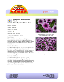 Woldhuis Farms Sunrise Greenhouses Supertunia Mulberry Charm