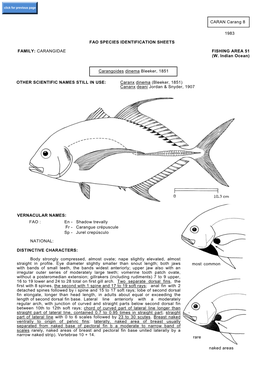 Carangoides Dinema Bleeker, 1851