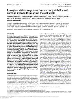 Phosphorylation Regulates Human Pol Stability and Damage Bypass Throughout the Cell Cycle