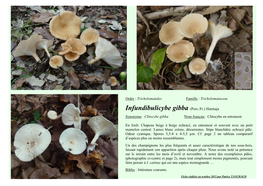 Infundibulicybe Gibba (Pers.:Fr.) Harmaja