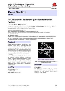 AFDN (Afadin, Adherens Junction Formation Factor)