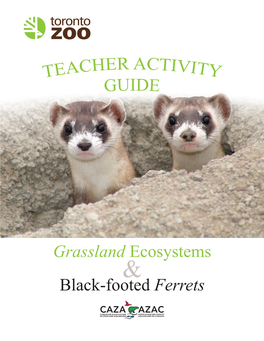 Black-Footed Ferrets