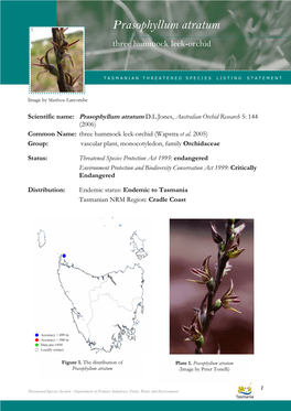 Prasophyllum Atratum Atratum (Three Hummock Leek-Orchid)