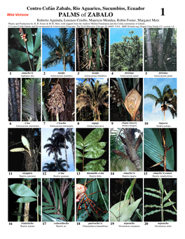 005 Zabalo-Palms V1.6 1.Pdf