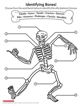 Identifying Bones! Choose from the Word Bank Below to Identify This Silly Skeleton’S Bones