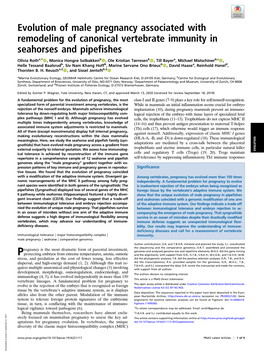 Evolution of Male Pregnancy Associated with Remodeling of Canonical Vertebrate Immunity in Seahorses and Pipefishes