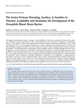 The Serine Protease Homolog, Scarface, Is Sensitive to Nutrient Availability and Modulates the Development of the Drosophila Blood–Brain Barrier