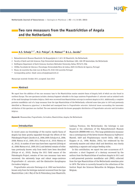 Two Rare Mosasaurs from the Maastrichtian of Angola and the Netherlands