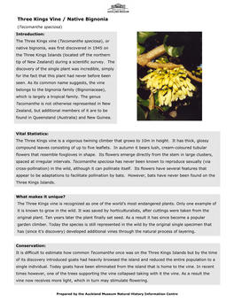 Three Kings Vine / Native Bignonia