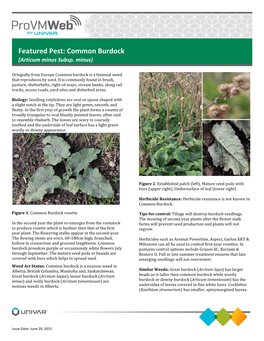 Common Burdock (Articum Minus Subsp