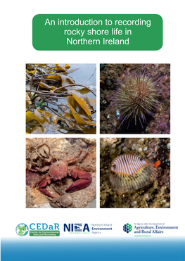 An Introduction to Recording Rocky Shore Life in Northern Ireland