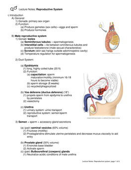 Lecture Notes: Reproductive System I) Introduction A) General: 1