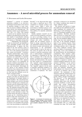 Anammox – a Novel Microbial Process for Ammonium Removal