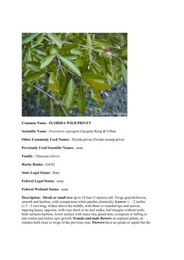 FLORIDA WILD PRIVET Scientific Name: Forestiera Segregata