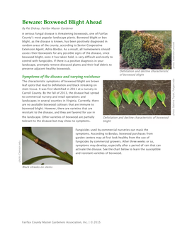 Boxwood Blight Ahead by Pat Dickey, Fairfax Master Gardener a Serious Fungal Disease Is Threatening Boxwoods, One of Fairfax County’S Most Popular Landscape Plants