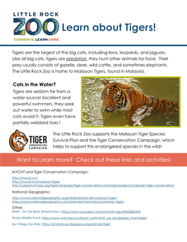 Tigers Are the Largest of the Big Cats, Including Lions, Leopards, and Jaguars