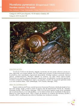 Norelona Pyrenaica (Draparnaud 1805) Nombre Común: No Existe Tipo: Mollusca / Clase: Gastropoda / Orden: Pulmonata / Familia: Xanthonychidae
