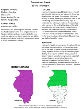 Swainson's Hawk Buteo Swainsoni ILLINOIS RANGE