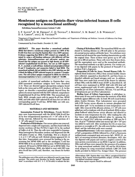 Membrane Antigen on Epstein-Barr Virus-Infected Human B Cells Recognized by a Monoclonal Antibody (Hybridoma/Immunofluorescence/Cytotoxic T Cells) S