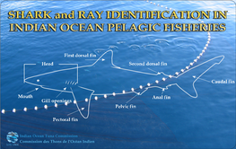 Sharks and Rays That Interact with Tuna Fisheries in the Indian Ocean