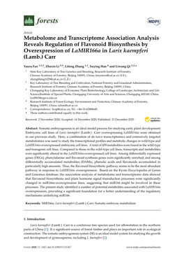 Metabolome and Transcriptome Association Analysis Reveals Regulation of Flavonoid Biosynthesis by Overexpression of Lamir166a in Larix Kaempferi (Lamb.) Carr