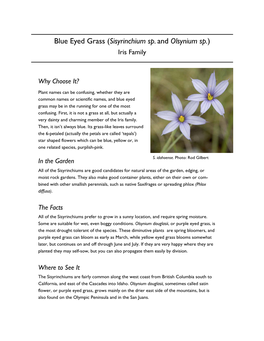 Blue Eyed Grass (Sisyrinchium Sp