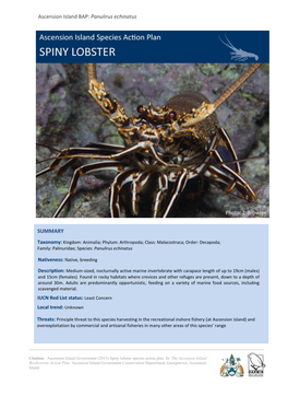 Ascension Island BAP: Panulirus Echinatus SUMMARY Photo: J. Brown