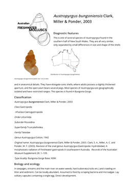 Austropyrgus Bungoniensis Clark, Miller & Ponder, 2003