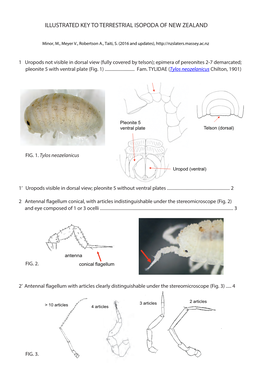 Illustrated Key to Terrestrial Isopoda of New Zealand