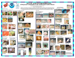 ALGAE and INVERTEBRATES of Deepwater Communities in the Northwestern Gulf of Mexico Developed by Flower Garden Banks National Marine Sanctuary Emma L