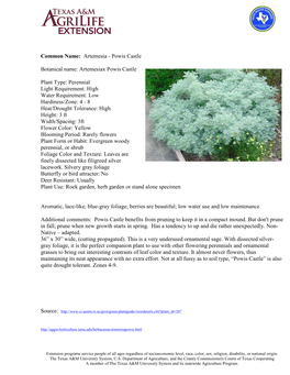 Common Name: Artemesia - Powis Castle