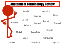 Anatomical Terminology Review